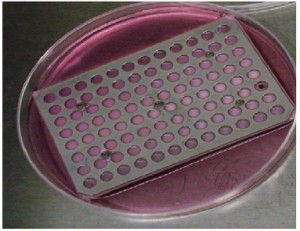 multizone cell culture