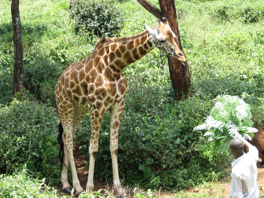 A giraffe. 