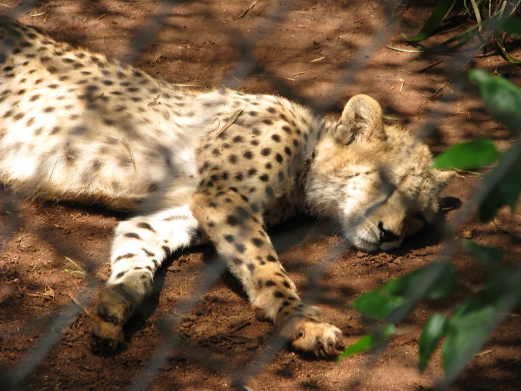 A cheeta at the zoo.
